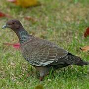 Picazuro Pigeon