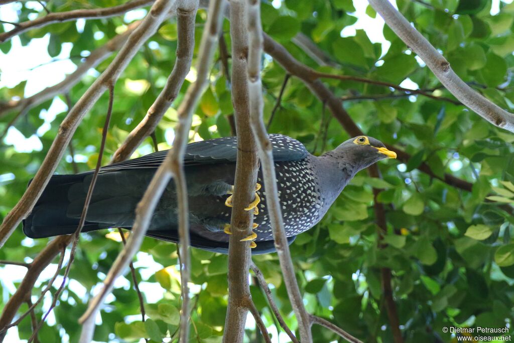 African Olive Pigeonadult