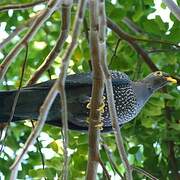 African Olive Pigeon