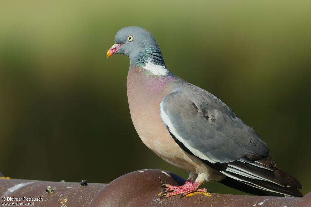 Pigeon ramier adulte