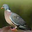 Pigeon ramier