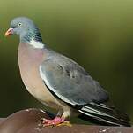 Pigeon ramier