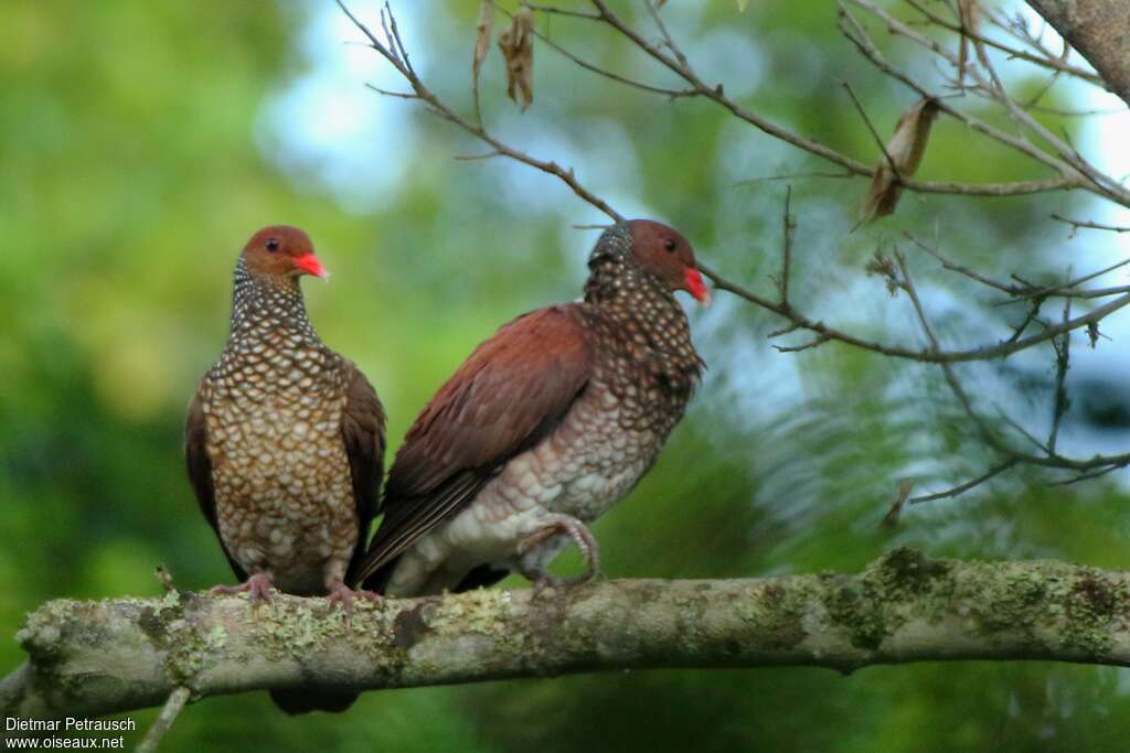 Pigeon ramiretadulte