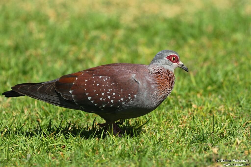 Pigeon roussardadulte