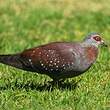 Pigeon roussard