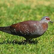 Speckled Pigeon