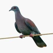 Pale-vented Pigeon