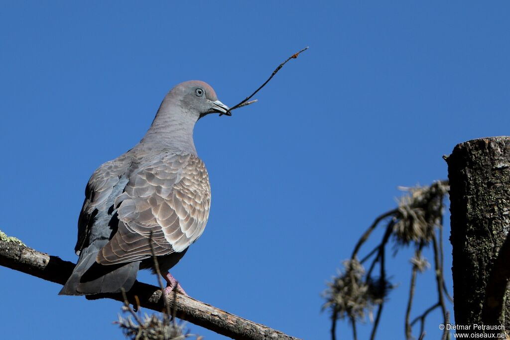 Spot-winged Pigeonadult