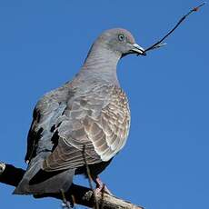 Pigeon tigré