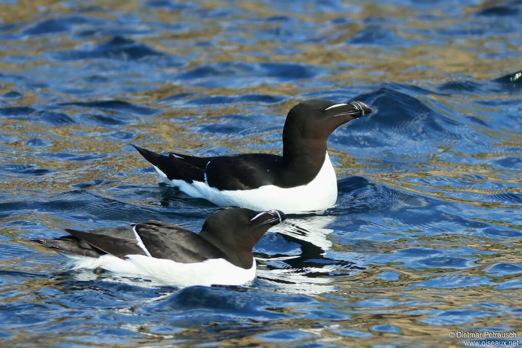 Pingouin torda