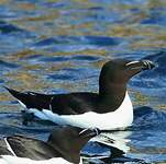 Pingouin torda