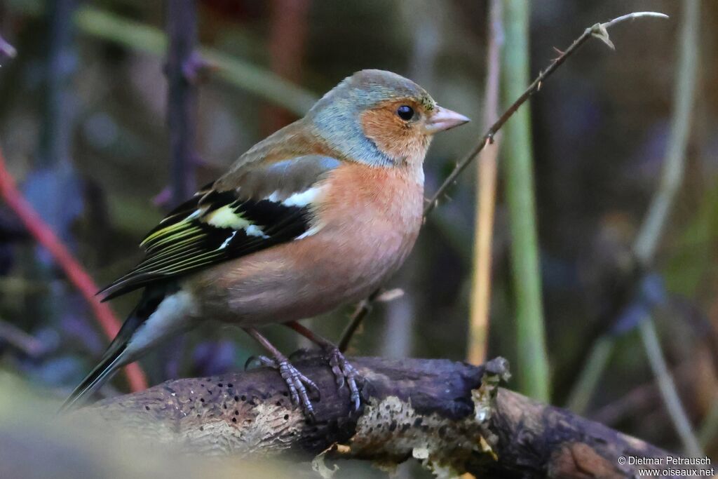 Pinson des arbres mâle adulte