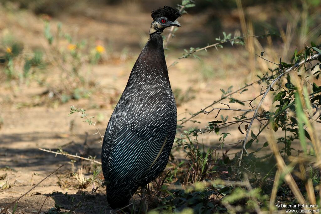 Southern Crested Guineafowladult