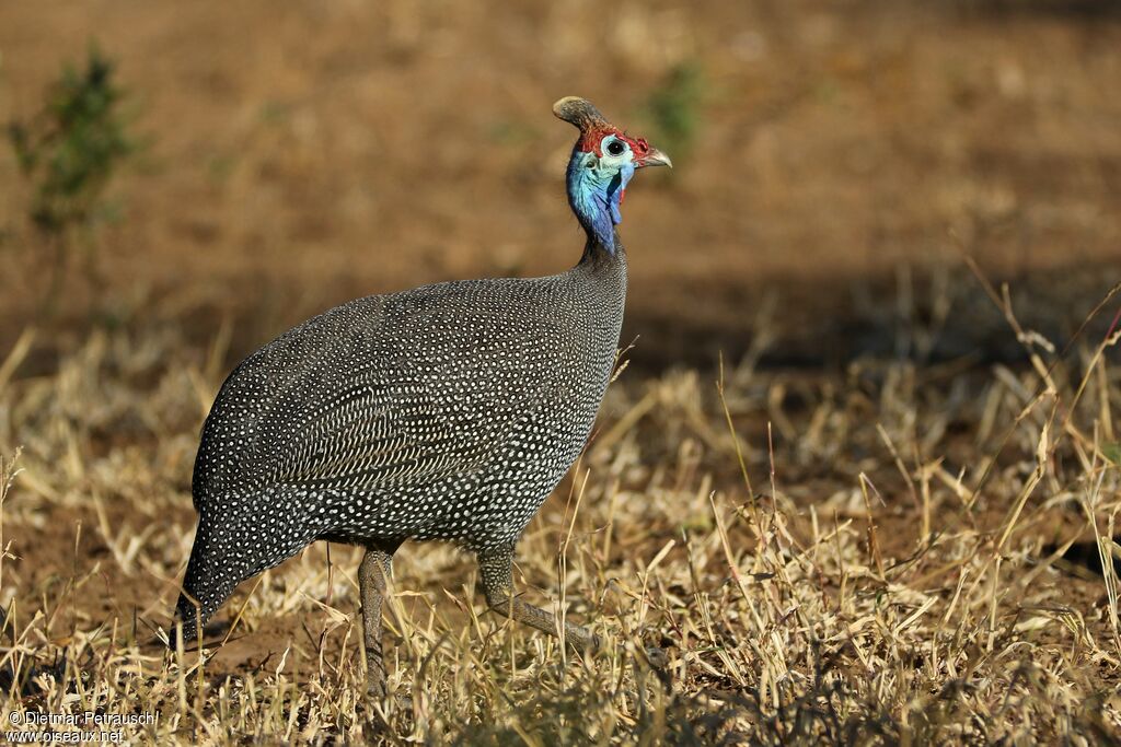 Helmeted Guineafowladult