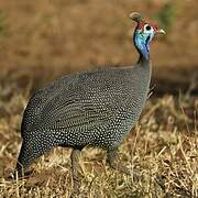 Helmeted Guineafowl