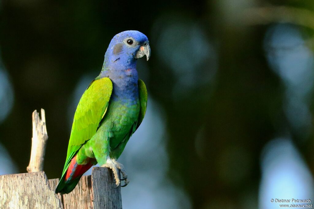 Pione à tête bleueadulte, identification