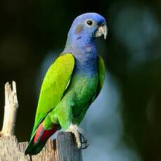 Pione à tête bleue