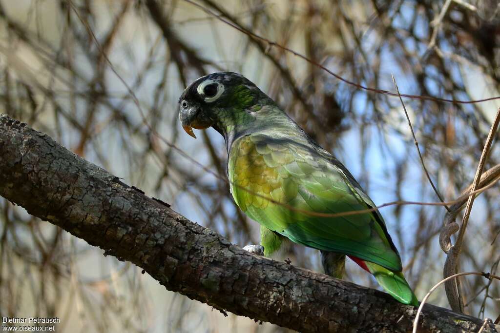 Pione de Maximilienadulte, identification