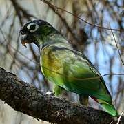 Scaly-headed Parrot