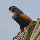 Pione noire