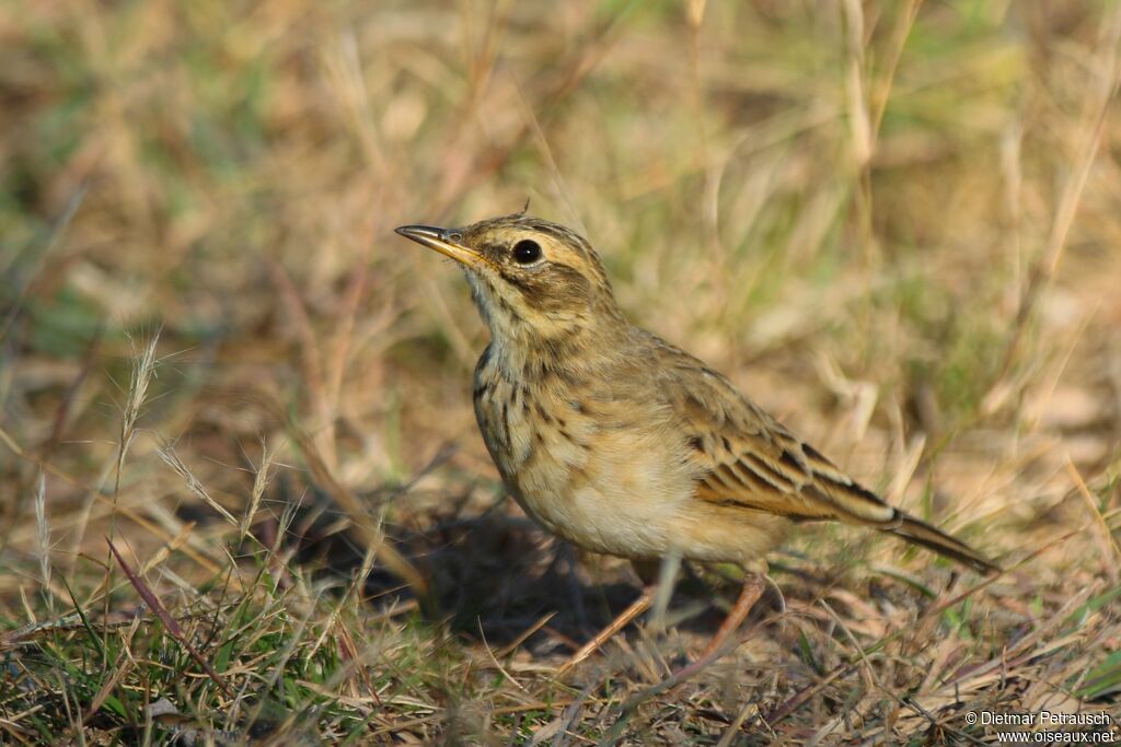 Pipit africainadulte