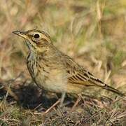 African Pipit