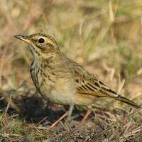 Pipit africain