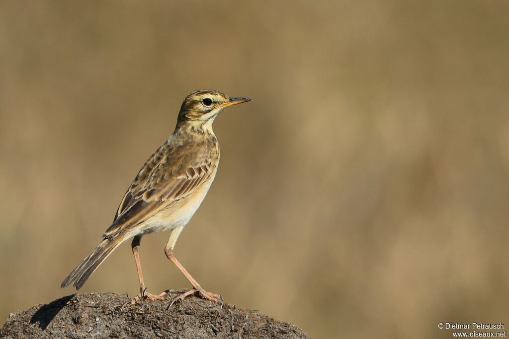 Pipit africainadulte