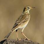 Pipit africain