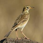 African Pipit