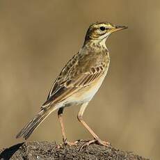 Pipit africain