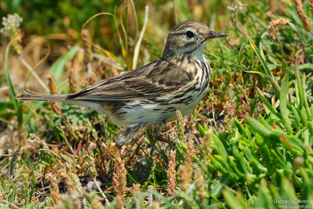 Pipit farlouse