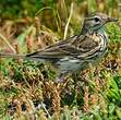 Pipit farlouse