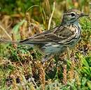 Pipit farlouse