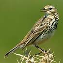 Pipit farlouse