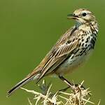 Pipit farlouse