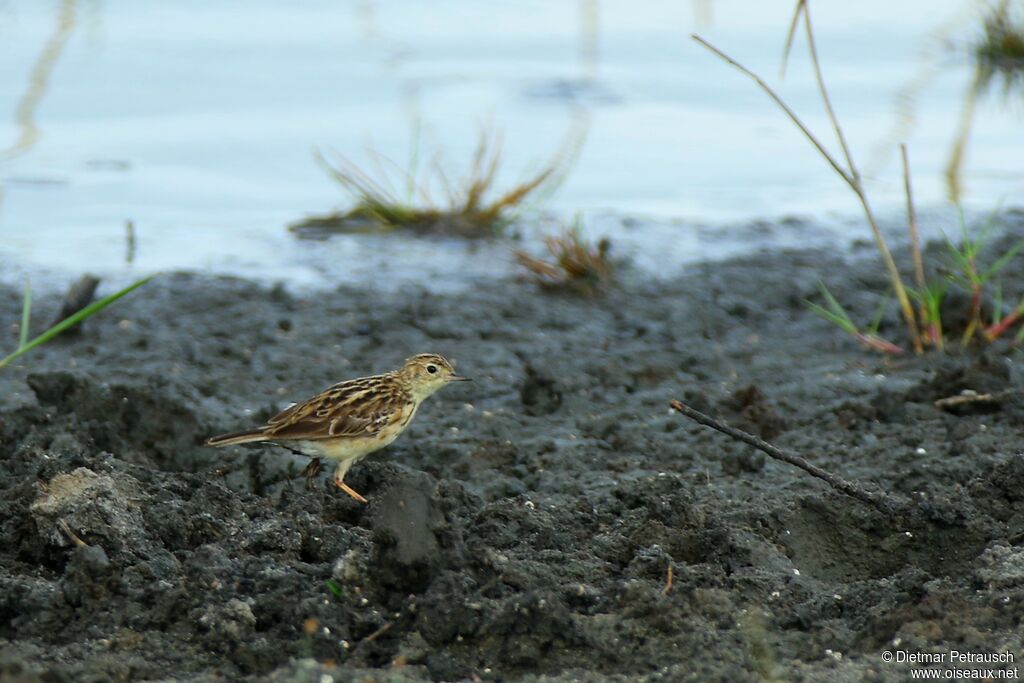 Yellowish Pipitadult