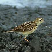 Pipit jaunâtre