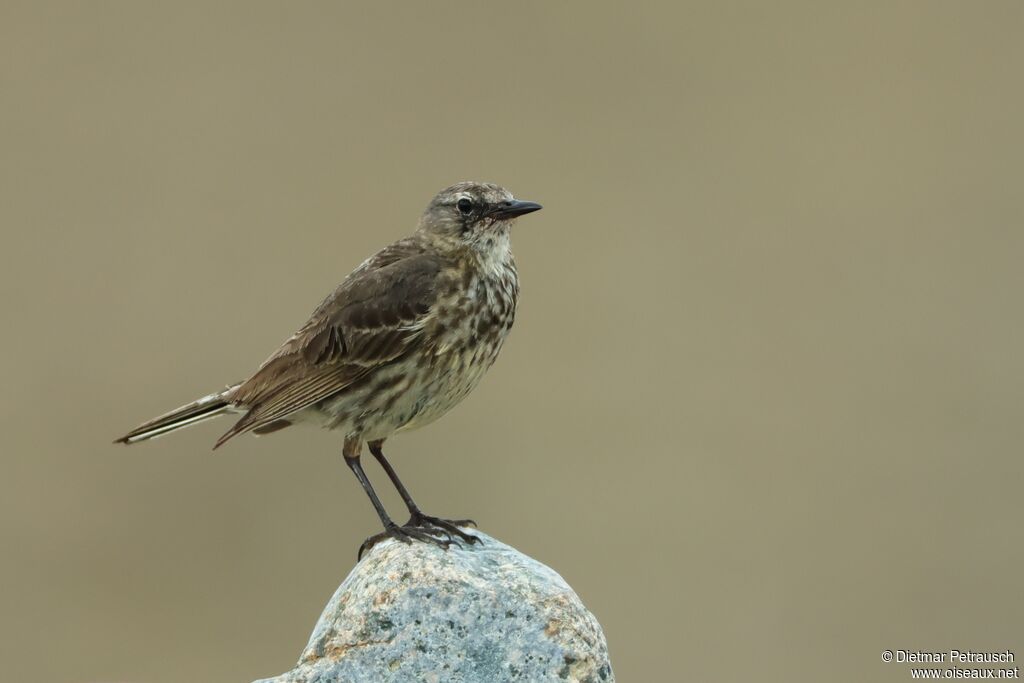 Pipit maritime