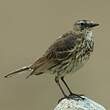 Pipit maritime