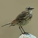 Pipit maritime