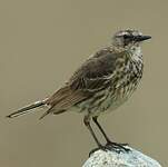 Pipit maritime