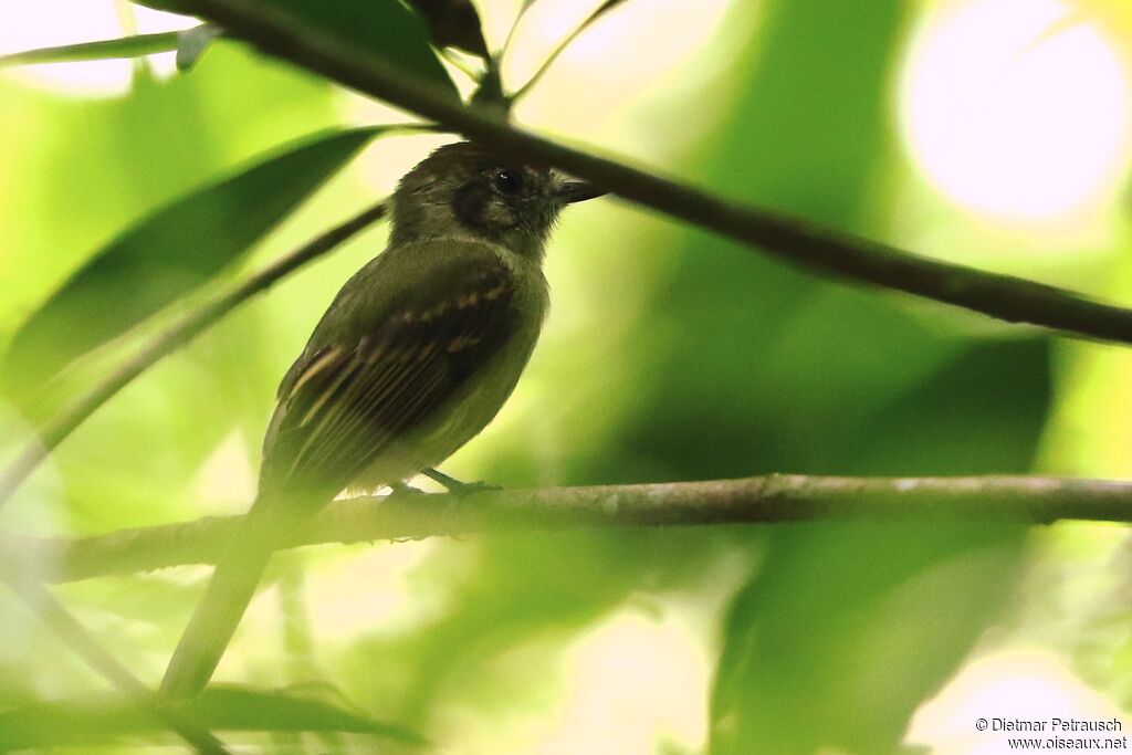 Sepia-capped Flycatcheradult