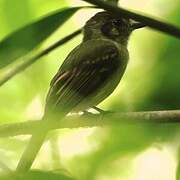 Sepia-capped Flycatcher