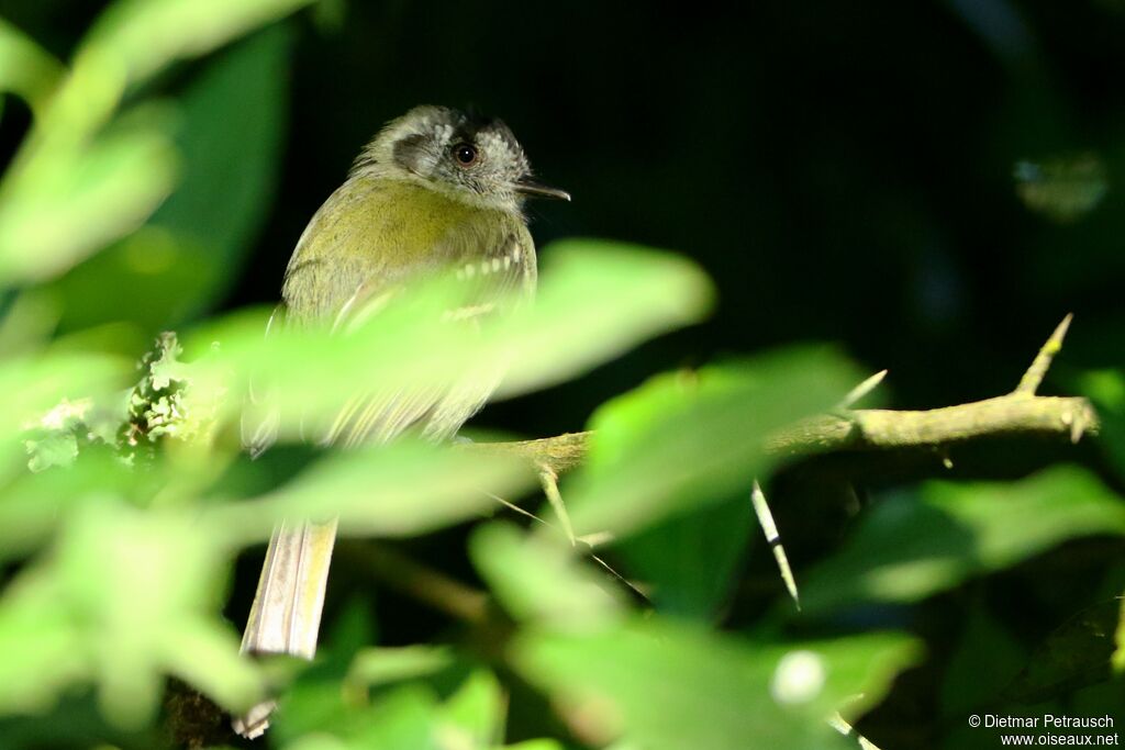 Slaty-capped Flycatcheradult