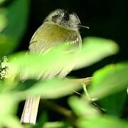 Slaty-capped Flycatcher