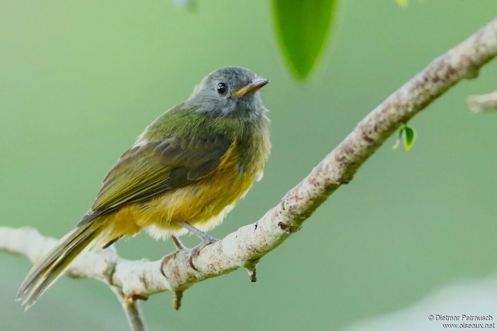 Grey-hooded Flycatcheradult