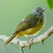 Grey-hooded Flycatcher