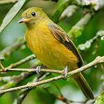 Pipromorphe roussâtre