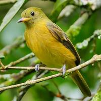 Pipromorphe roussâtre